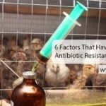 6 Factors That Have Caused Antibiotic Resistance