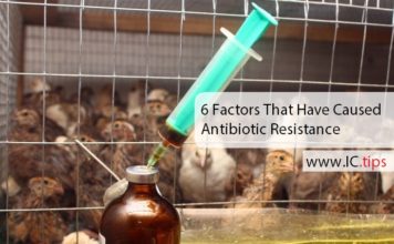 6 Factors That Have Caused Antibiotic Resistance