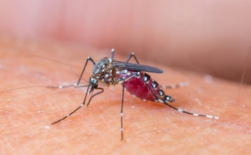 Mosquito Sucking Blood