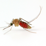 Malaria, Mosquitoes and Man: Prevention & Control