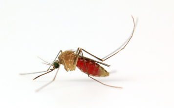 Malaria, Mosquitoes and Man: Prevention & Control