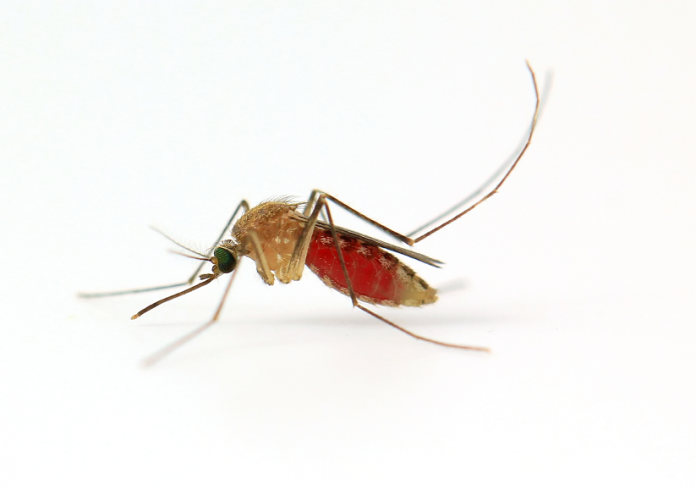 Malaria, Mosquitoes and Man: Prevention & Control