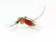 Malaria, Mosquitoes and Man: Prevention & Control