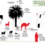 Camels, Cattle and Coronavirus