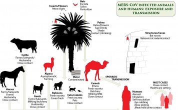 Camels, Cattle and Coronavirus