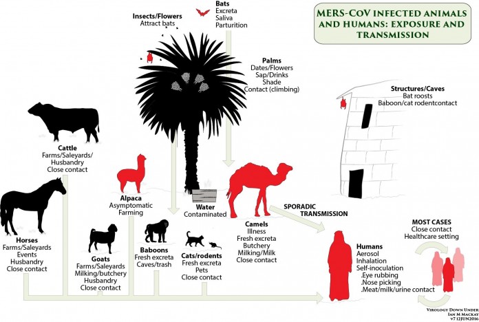 Camels, Cattle and Coronavirus