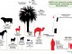 Camels, Cattle and Coronavirus