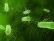 E.Coli Bacteria