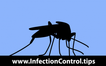 Mosquito