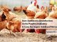 Non-Antibiotic Disinfection in the Poultry Industry: A Case for Super Oxidized Water
