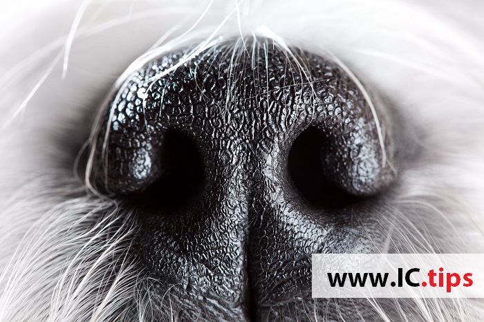 Isolation of MRSA from the Oral Cavity of Companion Dogs 