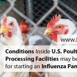 Conditions Inside U.S. Poultry Processing Facilities May Be Ideal For Starting An Influenza Pandemic