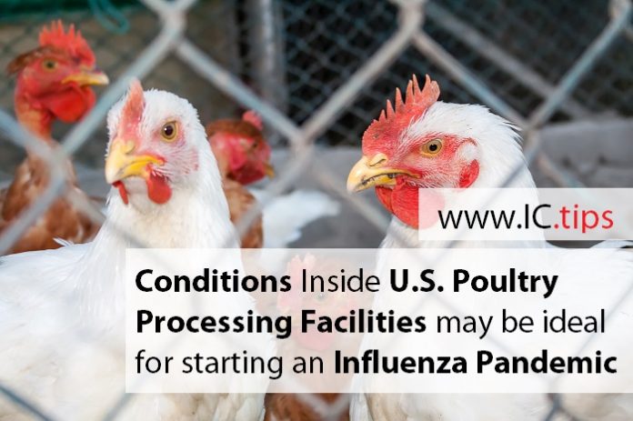 Conditions Inside U.S. Poultry Processing Facilities May Be Ideal For Starting An Influenza Pandemic