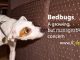 Bedbugs A growing, but manageable concern