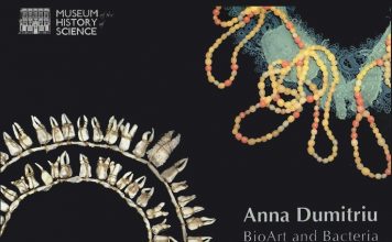 The Science and Art of Antibiotics