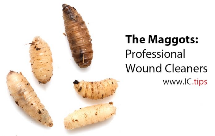 The Maggots: Professional Wound Cleaners
