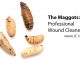 The Maggots: Professional Wound Cleaners