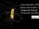 Clostridioides Difficile Decontamination with Targeted Pulsed Ultraviolet Disinfection