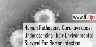 Human Pathogenic Coronaviruses: Understanding Their Environmental Survival For Better Infection Prevention And Control